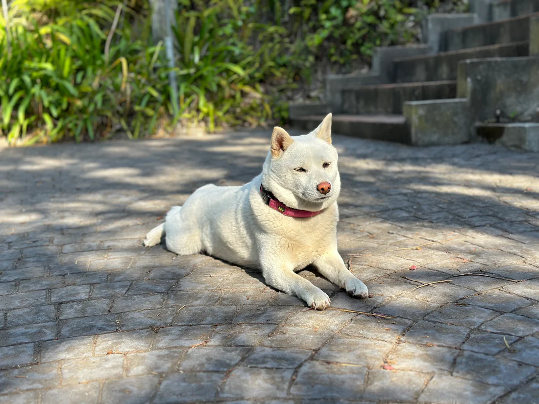 White Shiba