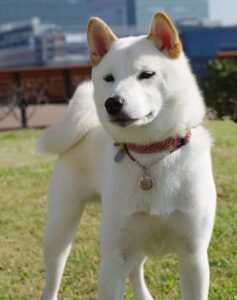 White Shiba