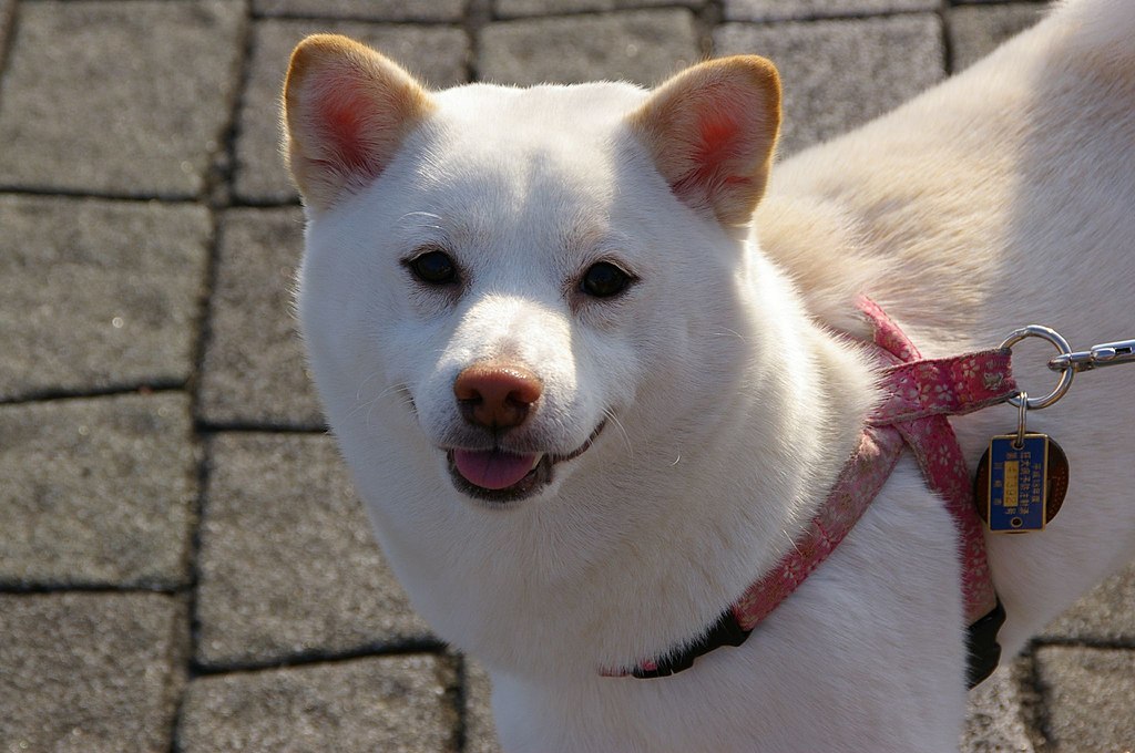 White Shiba