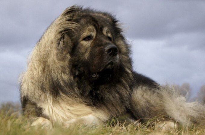 Georgian Shepherd