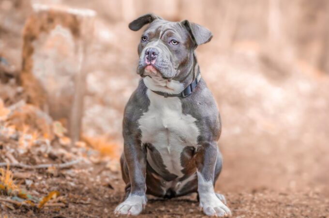 Muscular Pitbull